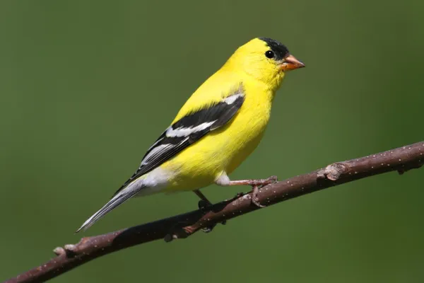 Amerikaanse distelvink op een tak — Stockfoto