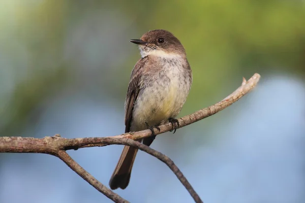 Östra Phoebe (Sayornis phoebe)) — Stockfoto