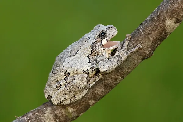 회색 나무 개구리 (Hyla 버섯) — 스톡 사진