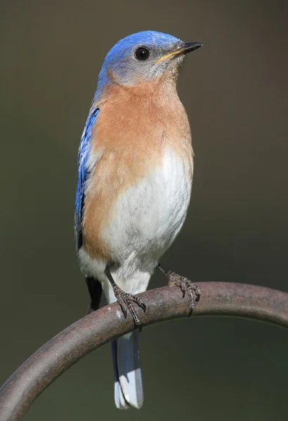 Østlig Bluebird – stockfoto