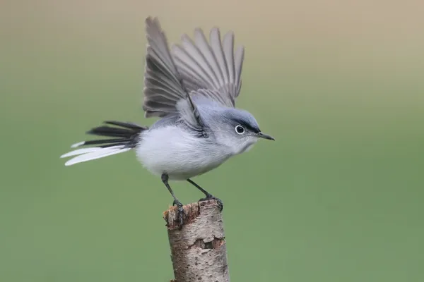 Blauwgrijze muggenvanger — Stockfoto