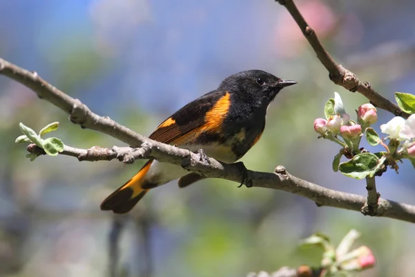 Amerikansk Redstart-sångare — Stockfoto