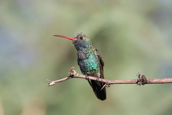 Širokostěnný kolibřík (cynanthus latirostris) — Stock fotografie