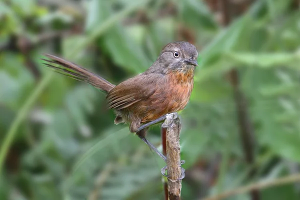 Wrentit (chamaea 育） 在树枝上 — 图库照片