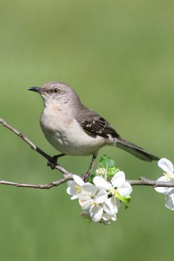 Northern Mockingbird (Mimus polyglottos) clipart