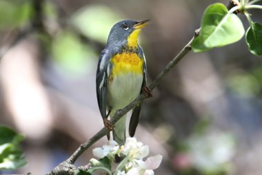 Northern Parula on a Branch clipart