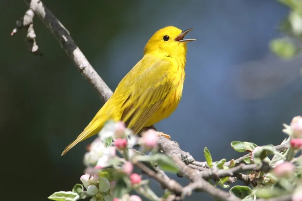 Gul skogssångare (Dendroica petechia) — Stockfoto