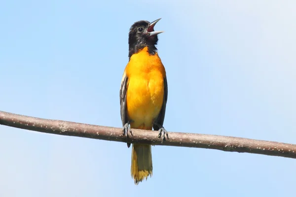 Baltimore Oriole (Icterus galbula) Singing — Stock Photo, Image