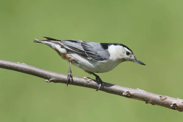 Nuthatch On A Branch — Stock Photo, Image