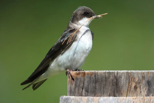 Tree Swallow on a nest box — Stock Photo, Image