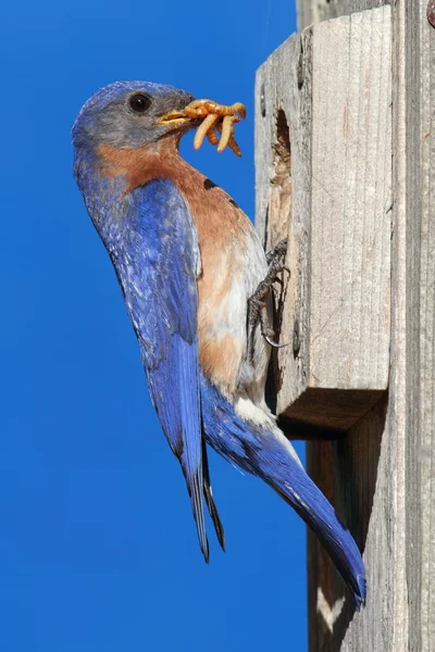 Östliche Blauzunge als Nistkasten — Stockfoto