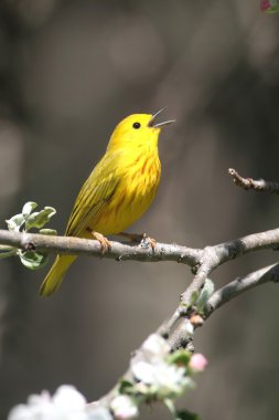 Yellow Warbler (Dendroica petechia) clipart