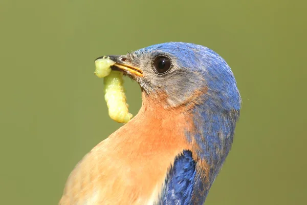 Mężczyzna wschodniej bluebird — Zdjęcie stockowe