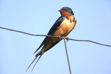 bir çitin üstünde kırlangıcı