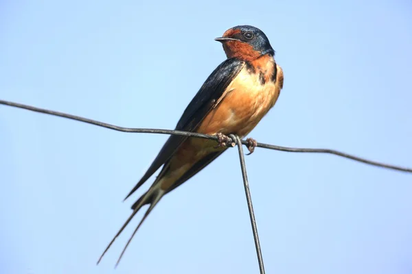 Barn Swallow on a fence — Stockfoto