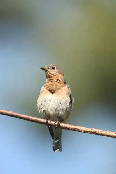 Kvinnliga östra bluebird — Stockfoto