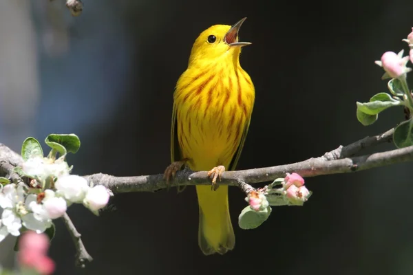 Gul sångare (Dendroica petechia) Sång — Stockfoto