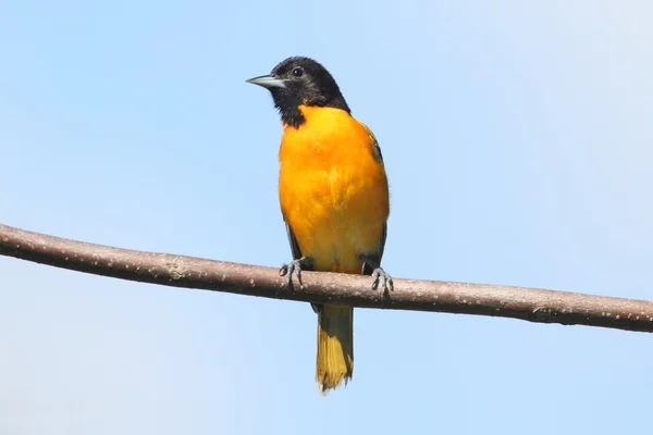 巴尔的摩猎户座(icterus galbula)) — 图库照片