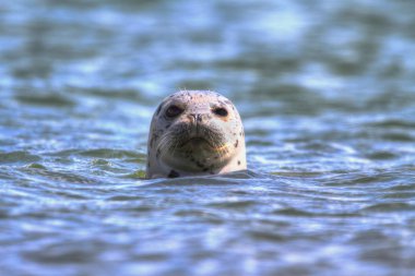 liman seal Pasifik Okyanusu