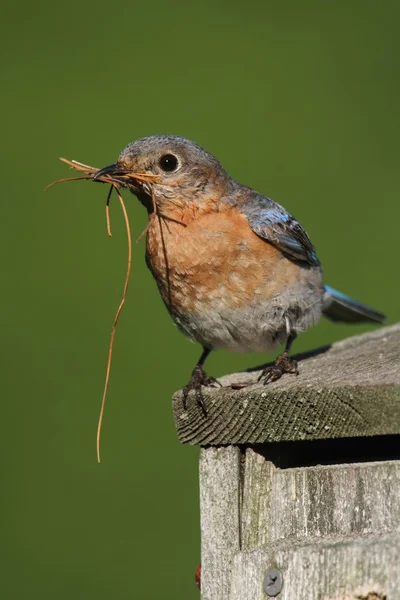 Kvinnliga östra bluebird — Stockfoto