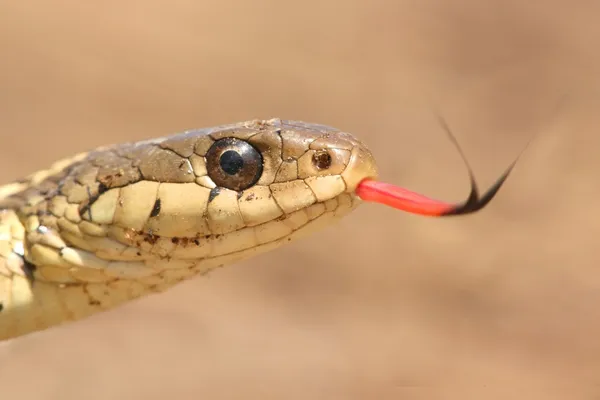 Подвязка Змея (Thamnophis sirtalis ) — стоковое фото