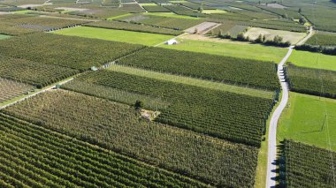Vinschgau Güney Tyrol 'da bir elma bahçesinin insansız hava görüntüsü. İtalya 'da meyve tarlaları 
