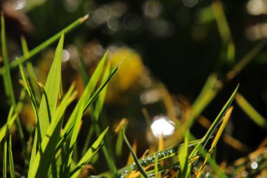 Çimenler güneş tarafından aydınlatıldı