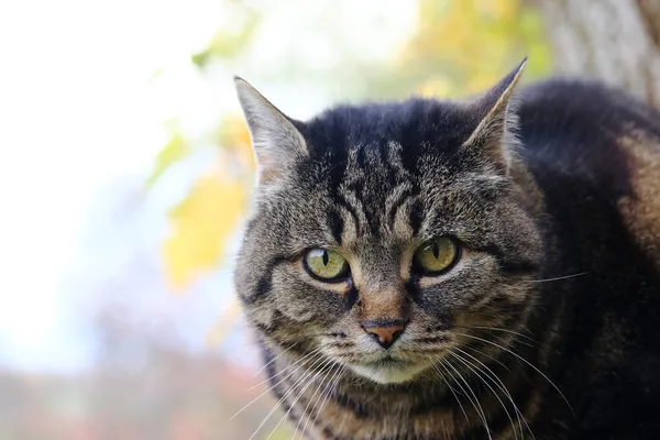 Malá Tlustá Kočka Zlostně Podívá Kamery — Stock fotografie