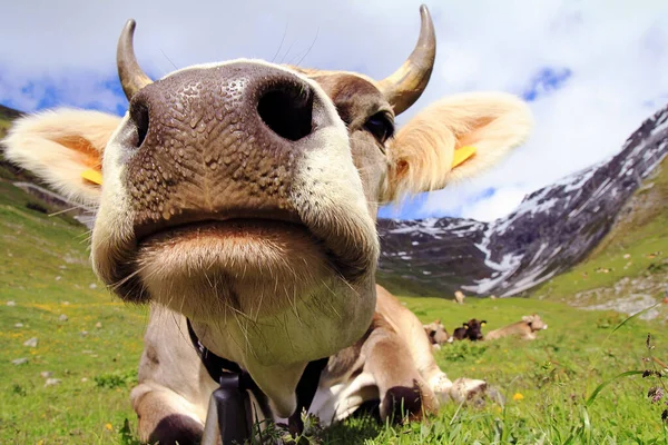 Amplio Ángulo Tiro Una Vaca Bonita Con Cuernos Las Montañas — Foto de Stock