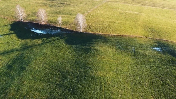 Aerial Drone Shot Łąki Drzew Światłem Cieniem — Zdjęcie stockowe