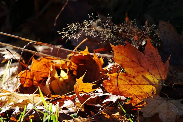 Herbstblätter Leuchten Gelb Und Rot Gegen Das Licht Der Sonne — Stockfoto