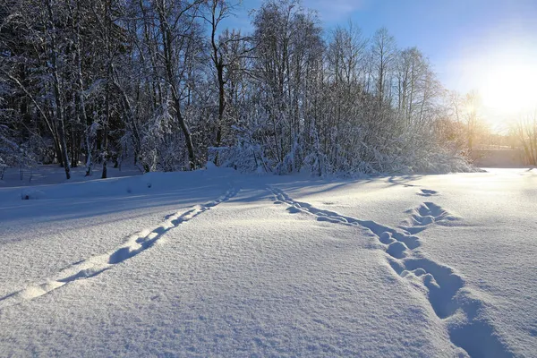 Paisagem Inverno Baviera Com Trilhas Animais Alta Neve Contra Luz — Fotografia de Stock