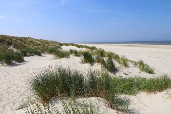 White sandy beach with tall grasses on the coast of North Sea island Langeoog in Germany