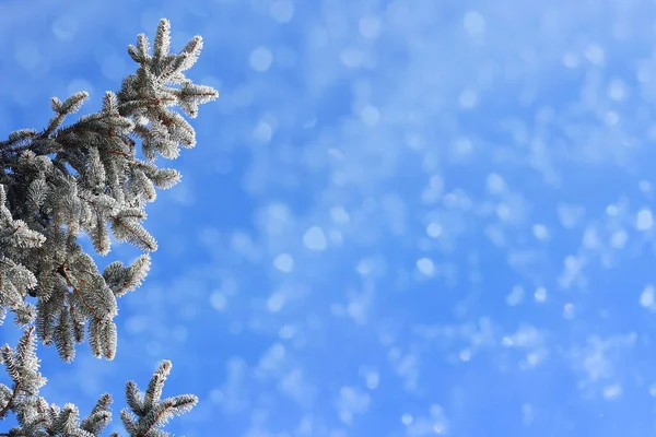 Weihnachten Hintergrund Tannenzweige Mit Schneeflocken Gegen Blauen Himmel — Stockfoto