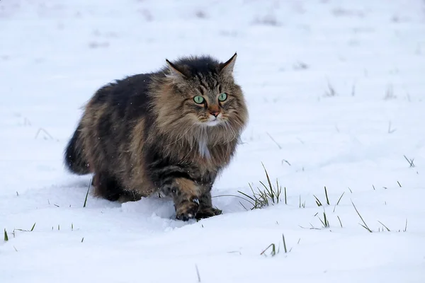 Norwegian Forest Cat Runs Snow Winter Hunting — Foto Stock
