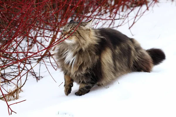 Gatto Della Foresta Norvegese Che Annusa Curiosamente Ramo Nella Neve — Foto Stock