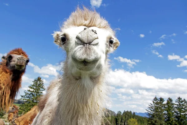 Bianco Angolo Colpo Giovane Bianco Bactrian Cammello Cammello Con Mosche — Foto Stock