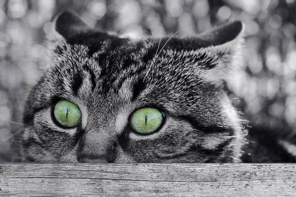 Una Extraña Mirada Sorprendida Gato —  Fotos de Stock