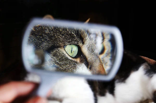 Funny Cat Photo Cat Looked Magnifying Glass — Stock Photo, Image