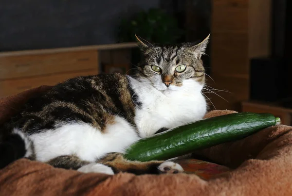 Cat Sleeps Cucumber Cats Afraid Cucumbers Them — Stock Photo, Image