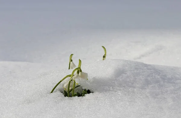 Nieve Primavera Caléndula Prado Bajo Nieve Fría — Foto de Stock