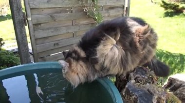 Video of Norwegian Forest Cat drinking from a rain barrel