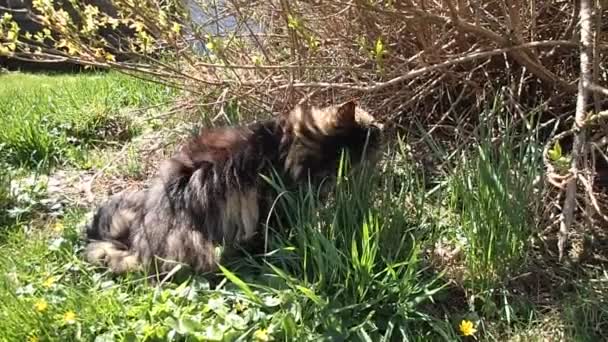 Video Norwegian Forest Cat Eating Grass Meadow — Stock Video