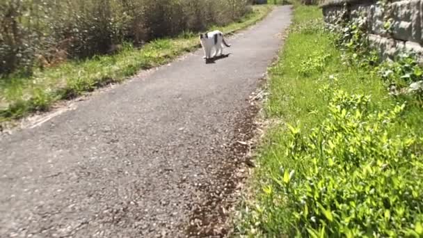 Video White Gray Cat Walking Sidewalk — стоковое видео