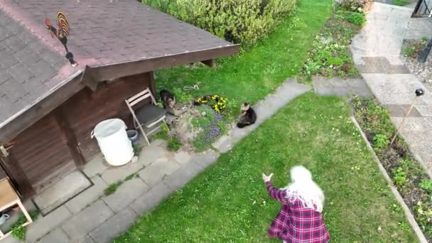 Video Drone Woman Sneaking Her Cat Garden — Vídeos de Stock