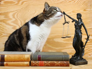 Hayvanların hakları. Bir kedi ve tahta arka planda kitapları olan bir Justitia figürü. 
