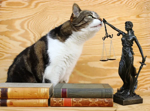 Hayvanların hakları. Bir kedi ve tahta arka planda kitapları olan bir Justitia figürü. 
