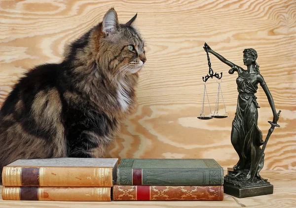 Hayvanların hakları. Bir kedi ve tahta arka planda kitapları olan bir Justitia figürü. 