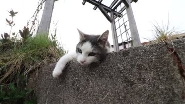 Kedi yuvarlanırken ve pençelerini kameraya doğru uzatırken geniş açılı video görüntüsü