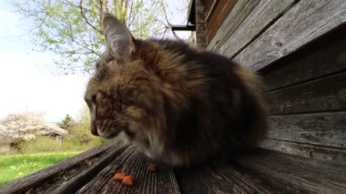 Beslenen Norveç Orman Kedisi 'nin geniş açı videosu